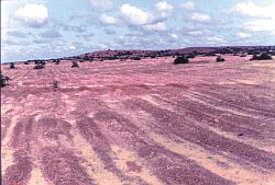 砂漠化を防止するための植林プロジェクト